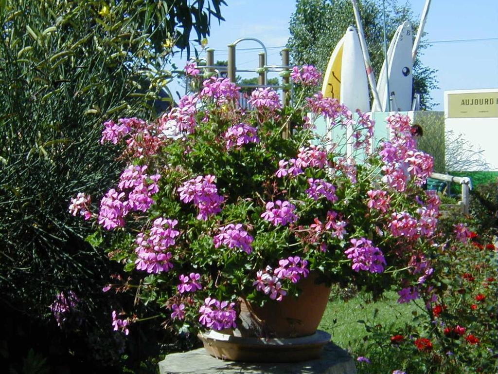 Camping De La Baie Otel La Trinité-sur-Mer Dış mekan fotoğraf